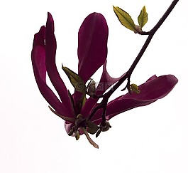 玉蘭花,花,郁金香分支