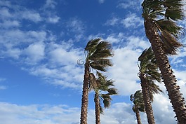 風(fēng),天空,棕櫚樹