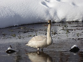 天鵝,鳥,raufoss