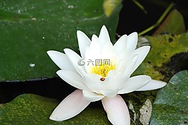 蓮花,花,瓢蟲(chóng)