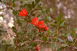 春,性質(zhì),布魯姆