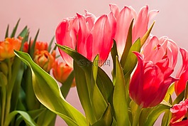 郁金香,花束,春天