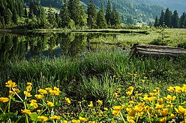 bergsee,沼澤湖,湖