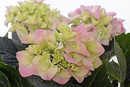 八仙花,花,開(kāi)花