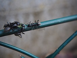 螞蟻,昆蟲,籬笆