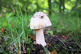 蘑菇,森林,性質(zhì)