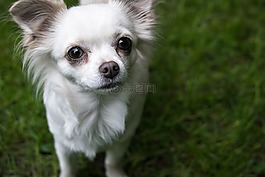 奇瓦瓦州,狗,chiwawa