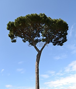 松,树,地中海