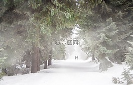 森林,人類,霧