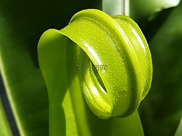 蕨類,綠,秋天的落葉