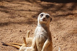 獴,suricata suricatta,meercat
