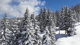冬天,雪,寒冬