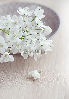 花,鮮花,白
