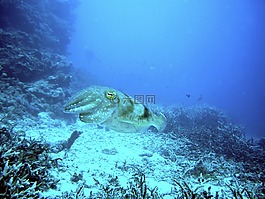 魷魚,跳水,水下