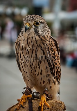 獵鷹,猛禽,鳥