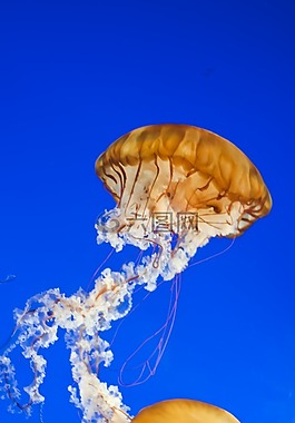 溫哥華水族館,海蜇,果凍魚