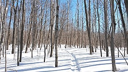 木材,雪,冬天