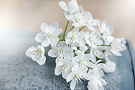 花,鮮花,白