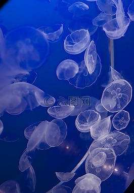 溫哥華水族館,海蜇,果凍魚(yú)