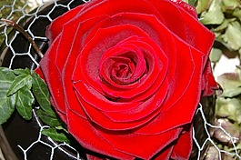 玫瑰,紅玫瑰,花