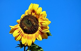 太陽花,花,開花
