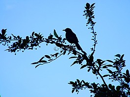 藍色,天空,鳥