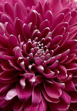 菊花,特寫,覆盆子