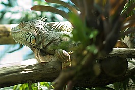 伊瓜納,動物園,爬行動物