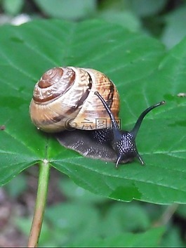 蝸牛,殼,軟體動物