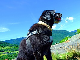 狗,天空,藍(lán)色