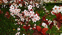樱花,春天,自然