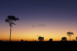 黃昏,地平線,景觀