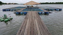 鱼塘,炖,沼泽