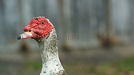 鴨,受傷,紅色