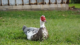 鴨,坐,鳥