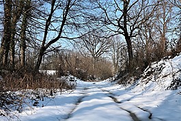 冬天,雪,自然