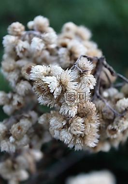 白,花,臟