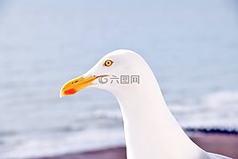 silberm?we,海灘,動物