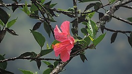 槿,花,植物