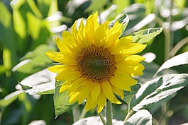 植物,性質(zhì),夏季