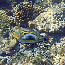 海水魚,馬爾代夫,浮潛