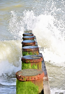 鼴鼠,水,海