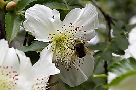 蜜蜂在花上,蜜蜂,花