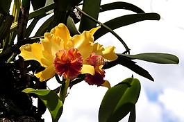 花卉,蘭花,鮮花