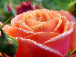 玫瑰,橙,開花