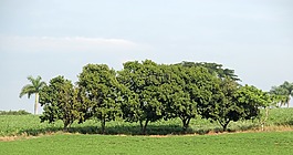 樹(shù)木,性質(zhì),森林