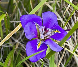 花,性質(zhì),植物