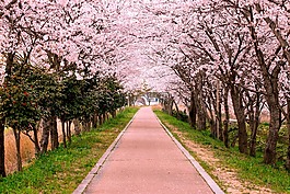 開(kāi)花,旅行,路徑