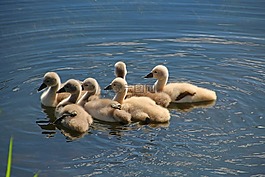 鳥,水域,動物世界