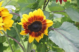 太陽花,單,夏季